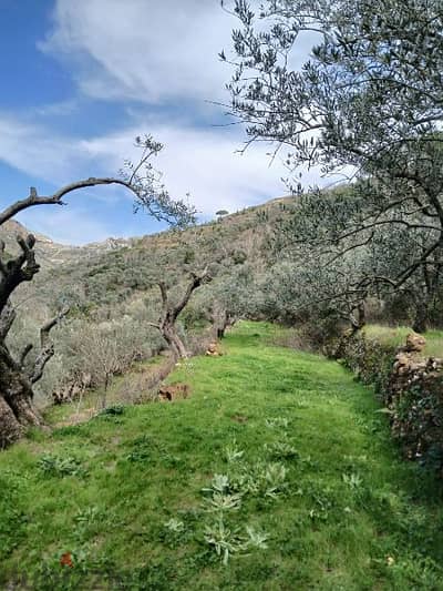 ارض للبيع في راشيا الوادي land for sale in rashaya