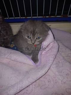 Kittens scotish female for sale 120$