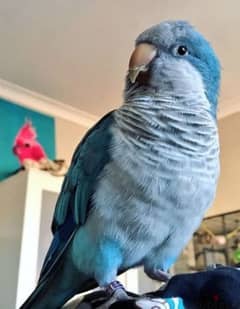 Very Friendly Tamed Blue Dancing Quaker Parrot ببغاء كويكر اليف