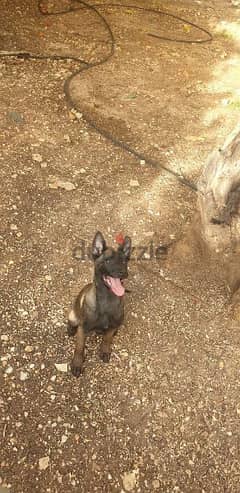 malinois puppy for sale