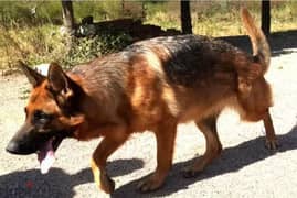 male and female  adult German shepherd short hair for sale