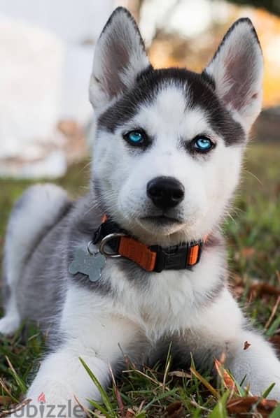 sebirian husky