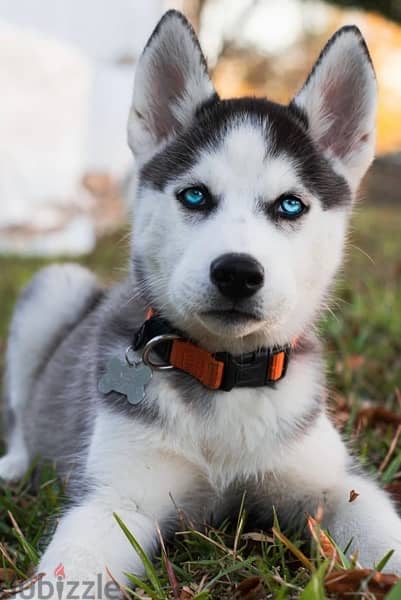 sebirian husky 0