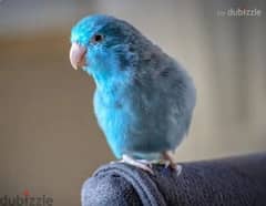 Pacific parrotlet blue ببغاء