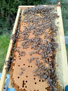 Bees Buckfast F1