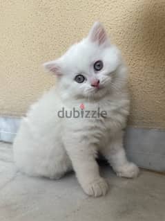 fluffy white kitten