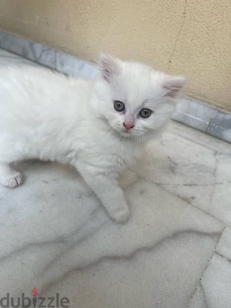 fluffy white kitten 1