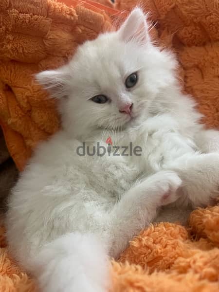 fluffy white kitten 2