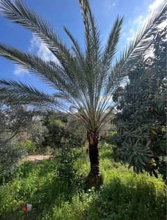 Palm date شجرة بلح 0