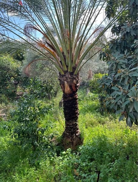 Palm date شجرة بلح 2