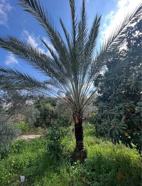 Palm date شجرة بلح 3