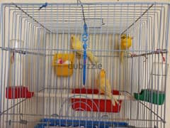canary   birds female 0