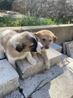 Golden retreiver mixed Labrador puppies for adoption