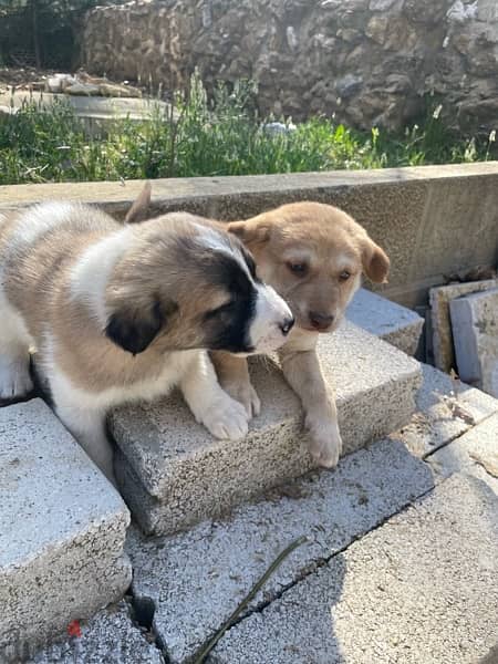 Golden retreiver mixed Labrador puppies for adoption 0