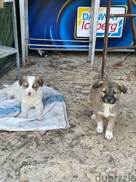 Golden retreiver mixed Labrador puppies for adoption 1