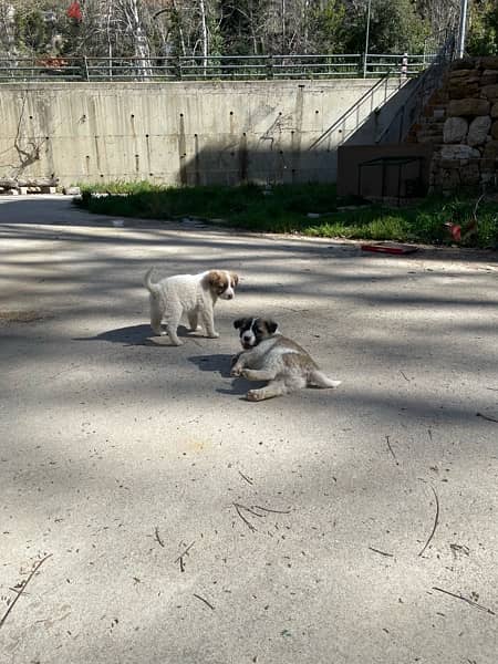 Golden retreiver mixed Labrador puppies for adoption 5
