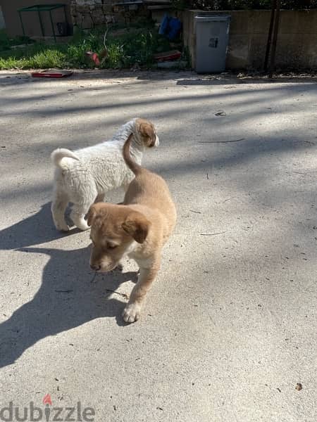 Golden retreiver mixed Labrador puppies for adoption 6