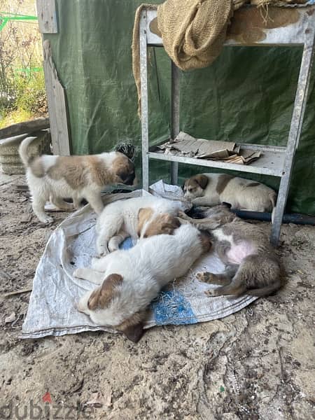 Golden retreiver mixed Labrador puppies for adoption 9