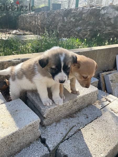 Golden retreiver mixed Labrador puppies for adoption 10