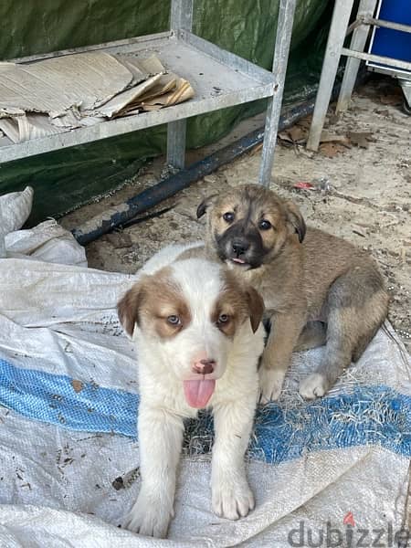 Golden retreiver mixed Labrador puppies for adoption 14