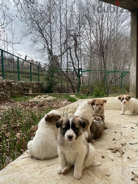 Golden retreiver mixed Labrador puppies for adoption 15