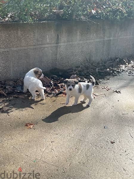 Golden retreiver mixed Labrador puppies for adoption 17