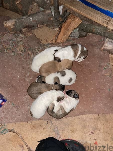Golden retreiver mixed Labrador puppies for adoption 18