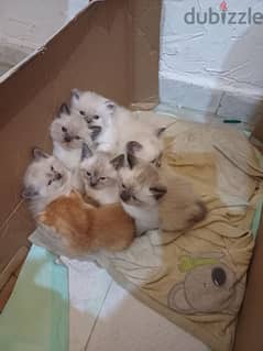 cute siamese kittens /1