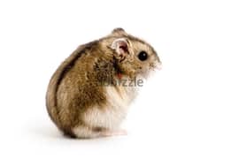 dwarf hamster 1$  هامستر الروسي