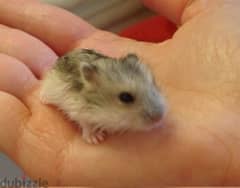 russian dwarf hamster 0