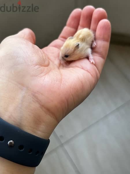 russian dwarf hamster 1