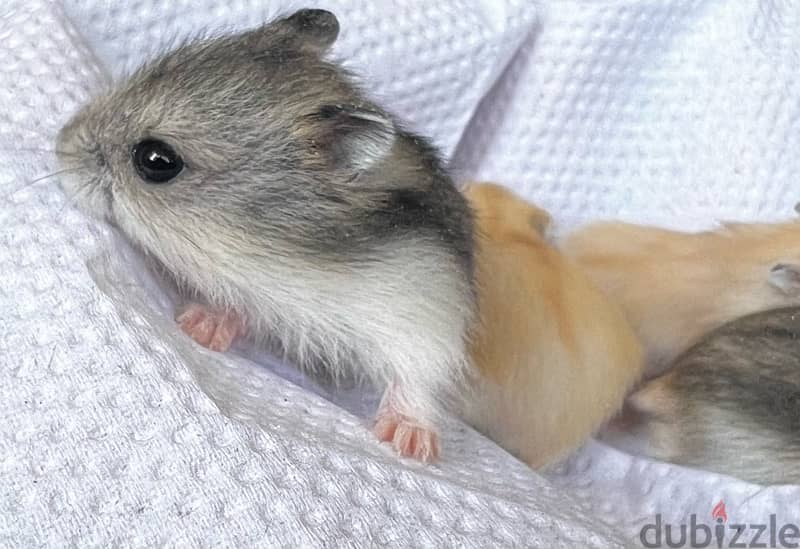 russian dwarf hamster 3