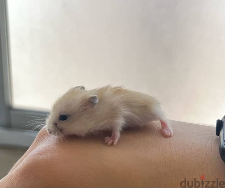 russian dwarf hamster 4