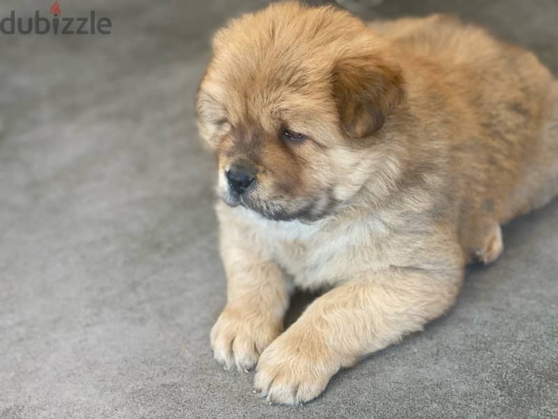 chow chow puppy 1