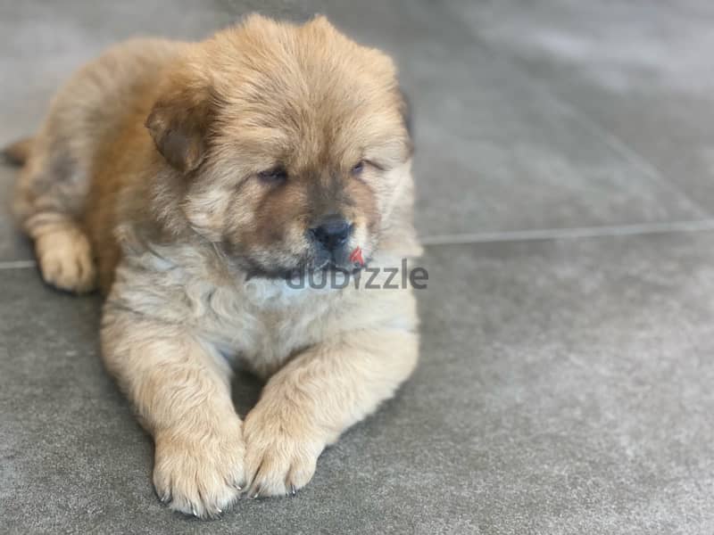 chow chow puppy 2