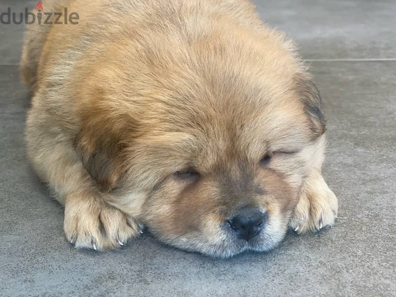 chow chow puppy 3