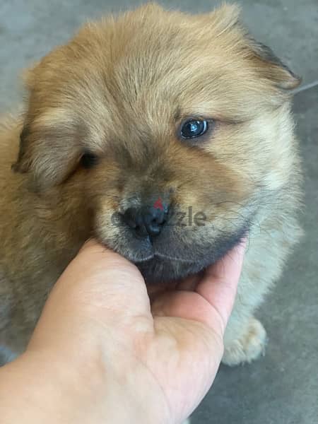 chow chow puppy 4