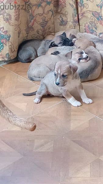 Pitbull puppies for sale 1