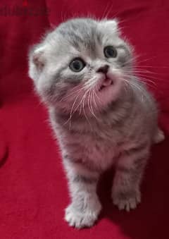 Scottish fold age month and a half 0
