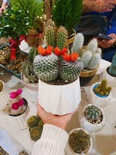 cactus,candles and dry flowers for decoration and souvenirs