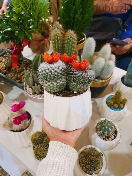 cactus,candles and dry flowers for decoration and souvenirs 0