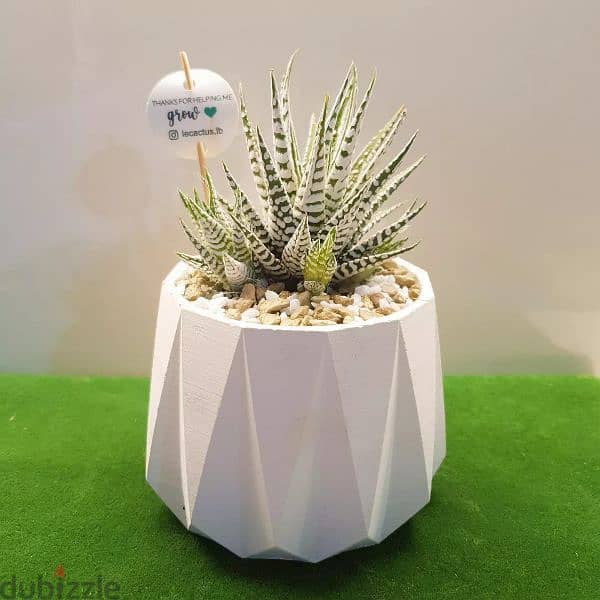 cactus,candles and dry flowers for decoration and souvenirs 3