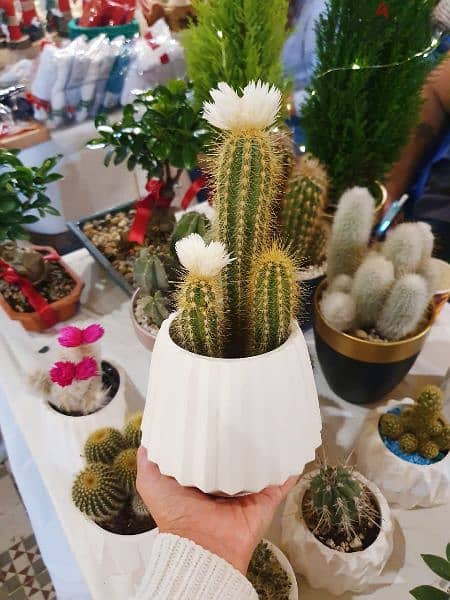 cactus,candles and dry flowers for decoration and souvenirs 8
