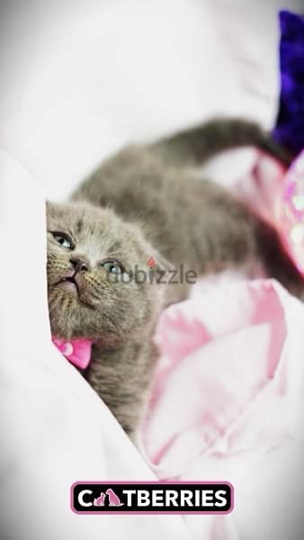 scottish fold cat 2
