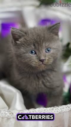 british shorthair cat 0