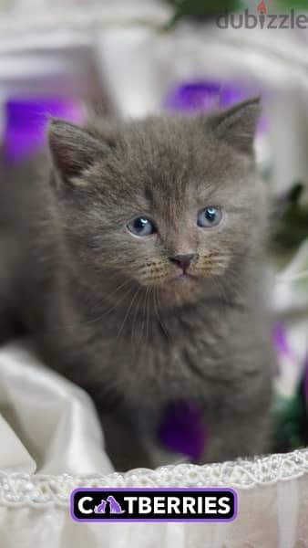 british shorthair cat 0