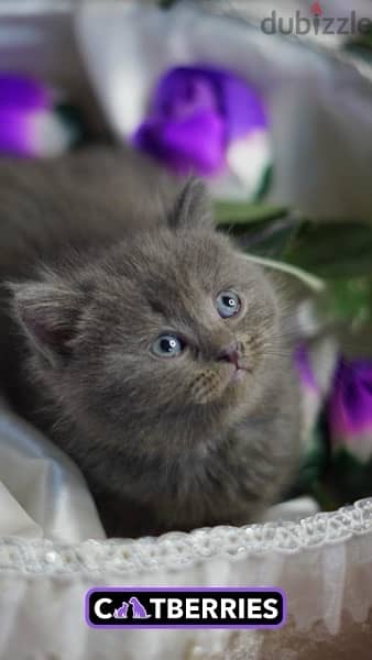 british shorthair cat 2