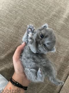 pure british shorthair for sale 0
