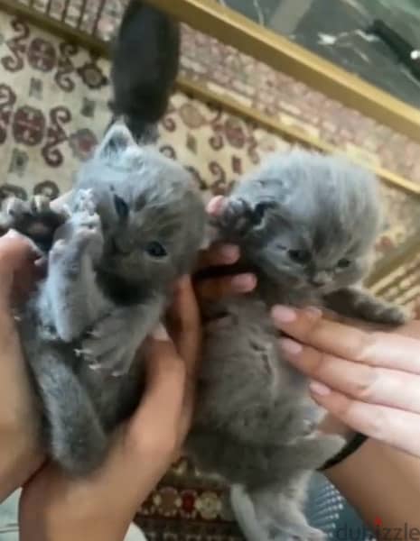 pure british shorthair for sale 2