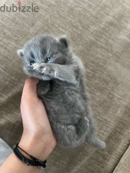 pure british shorthair for sale 4